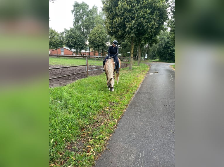 Deutsches Reitpony Hengst 4 Jahre 151 cm Palomino in Vechta