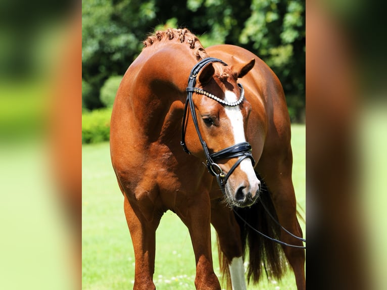 Deutsches Reitpony Hengst 4 Jahre 152 cm Fuchs in Rehburg-Loccum