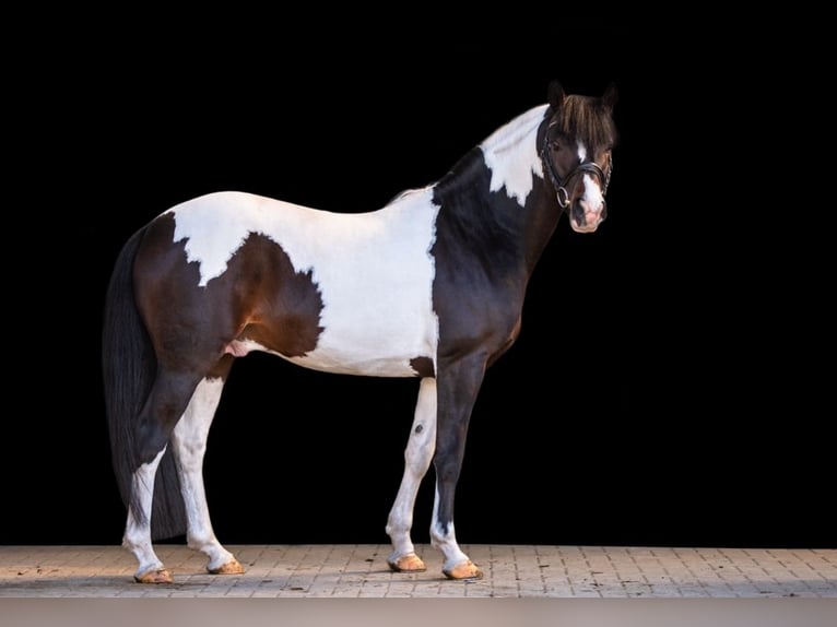 Deutsches Reitpony Hengst 4 Jahre 152 cm Schecke in Aukrug