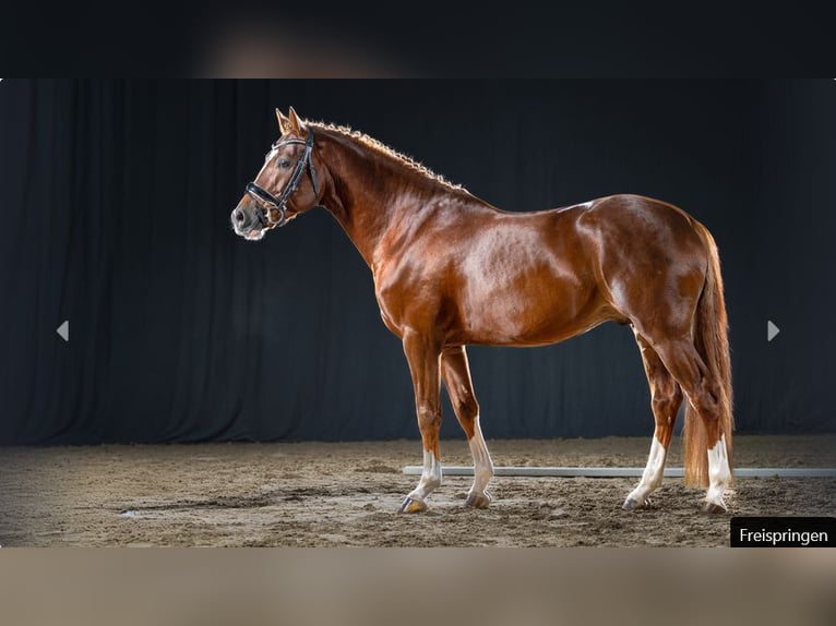 Deutsches Reitpony Hengst 4 Jahre Dunkelfuchs in Mönchengladbach