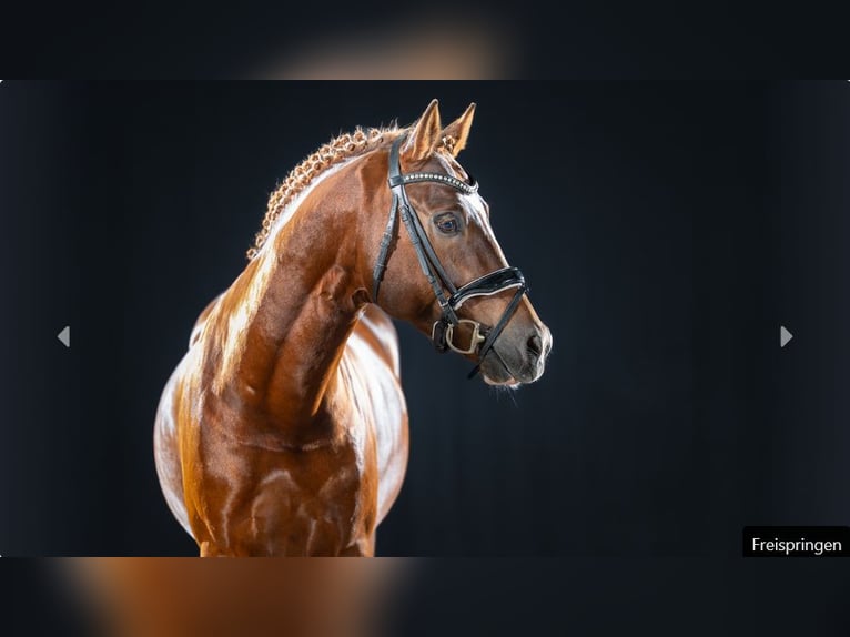 Deutsches Reitpony Hengst 4 Jahre Dunkelfuchs in Mönchengladbach