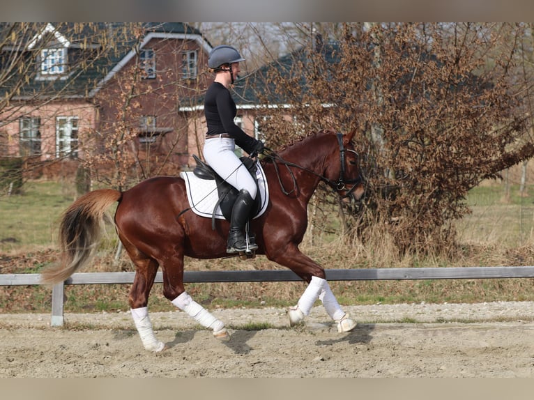 Deutsches Reitpony Hengst 4 Jahre Dunkelfuchs in Kiel