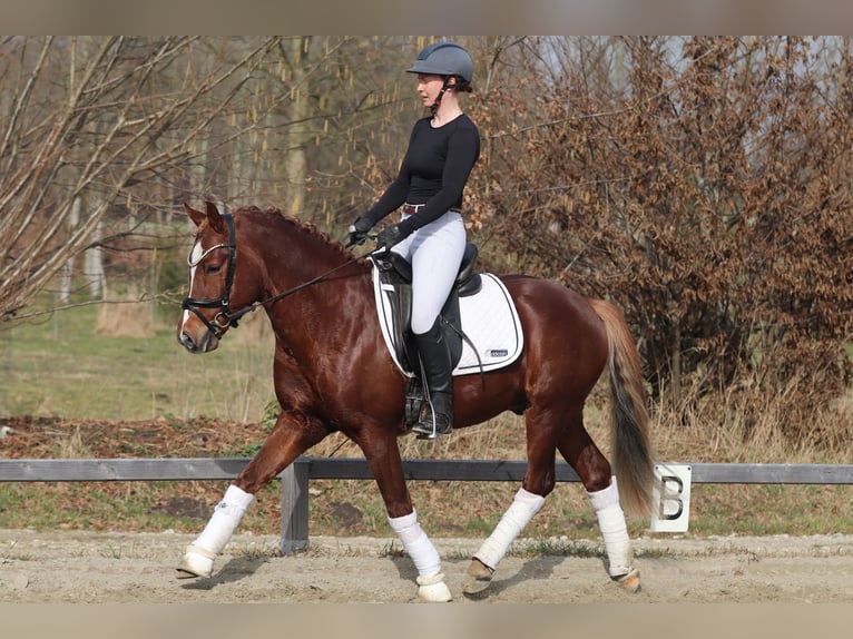 Deutsches Reitpony Hengst 4 Jahre Dunkelfuchs in Kiel