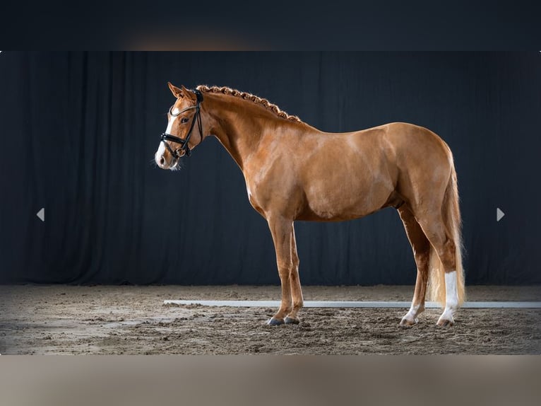 Deutsches Reitpony Hengst 4 Jahre Fuchs in Mönchengladbach