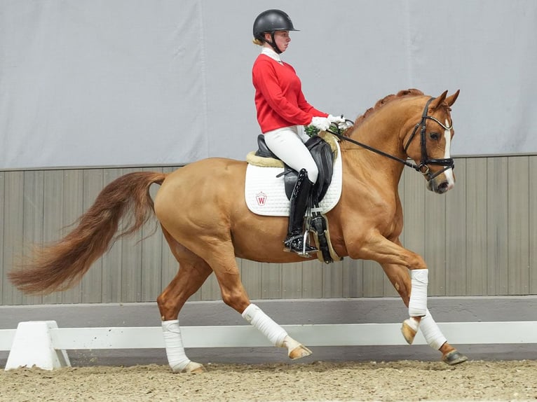 Deutsches Reitpony Hengst 4 Jahre Fuchs in Münster-Handorf