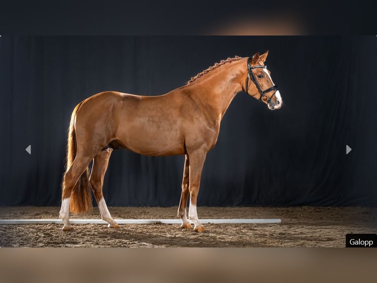 Deutsches Reitpony Hengst 4 Jahre Fuchs in Mönchengladbach