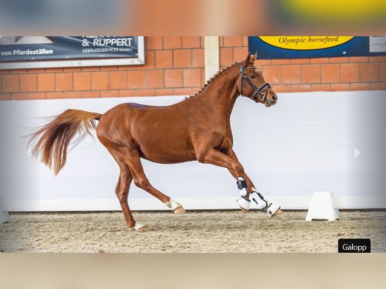 Deutsches Reitpony Hengst 4 Jahre Fuchs in Mönchengladbach