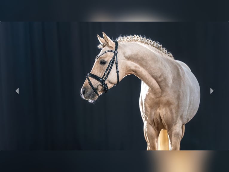 Deutsches Reitpony Hengst 4 Jahre Palomino in Mönchengladbach