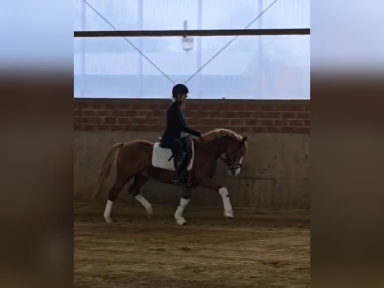 Deutsches Reitpony Hengst 5 Jahre 144 cm in Warendorf