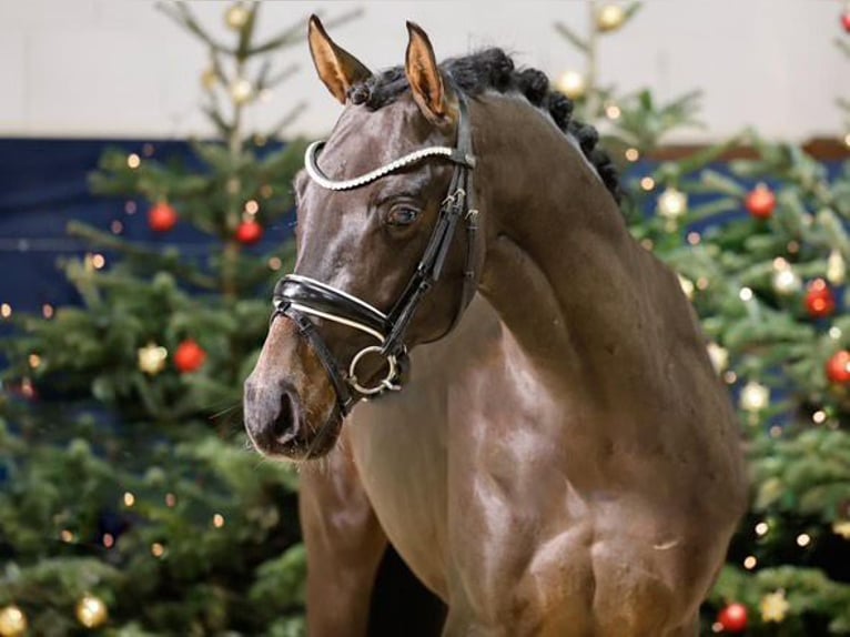 Deutsches Reitpony Hengst 5 Jahre 144 cm Dunkelbrauner in Stockholm