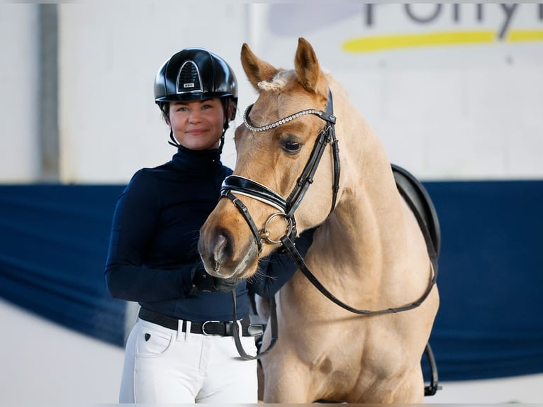 Deutsches Reitpony Hengst 5 Jahre 144 cm Palomino in Marsberg