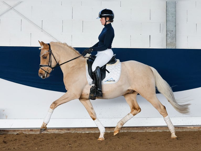 Deutsches Reitpony Hengst 5 Jahre 144 cm Palomino in Marsberg