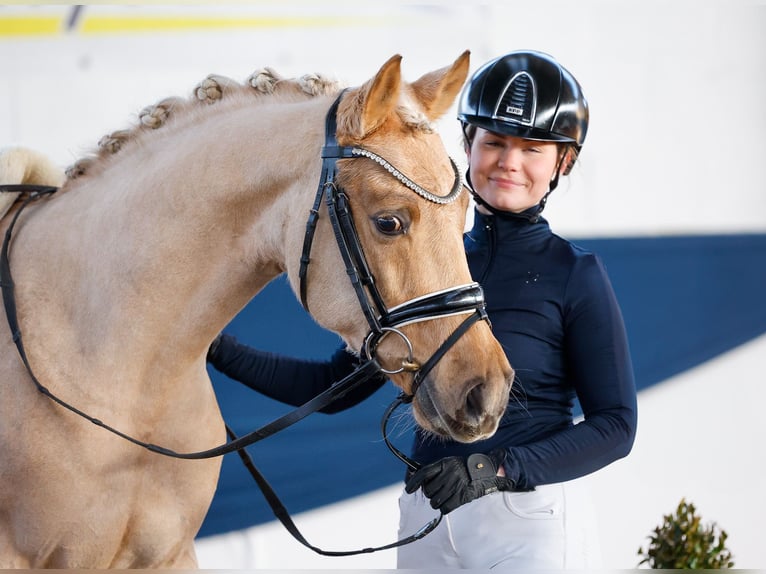 Deutsches Reitpony Hengst 5 Jahre 144 cm Palomino in Marsberg