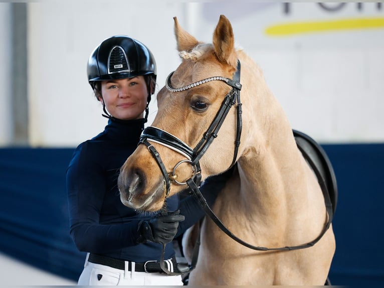 Deutsches Reitpony Hengst 5 Jahre 144 cm Palomino in Marsberg