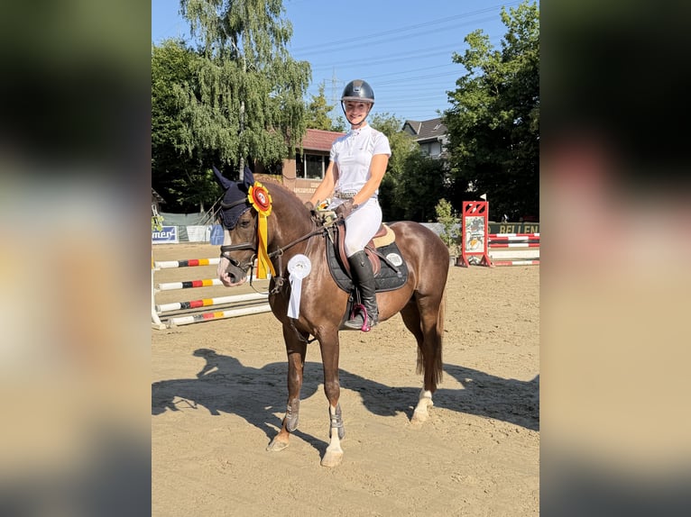 Deutsches Reitpony Hengst 5 Jahre 145 cm Dunkelfuchs in Grevenbroich