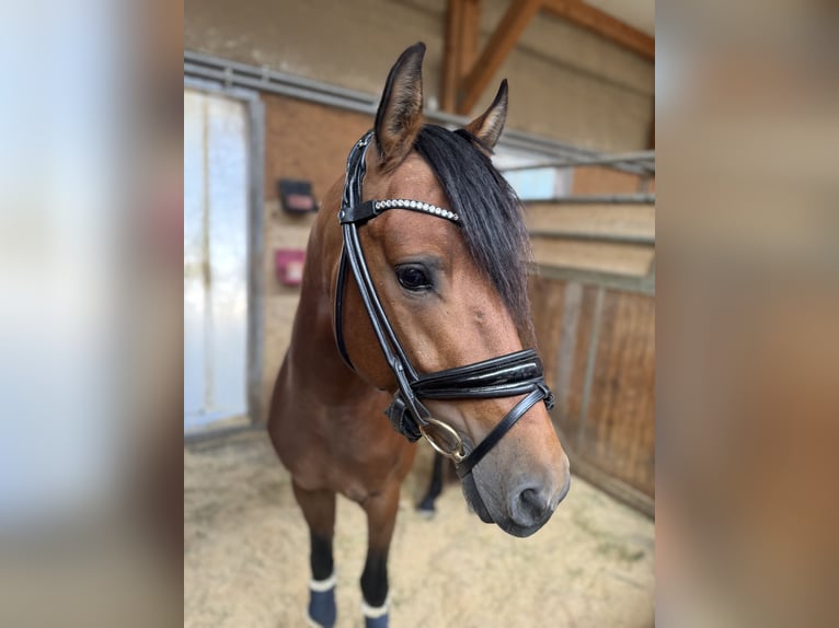 Deutsches Reitpony Hengst 5 Jahre 146 cm Brauner in Feldkirch