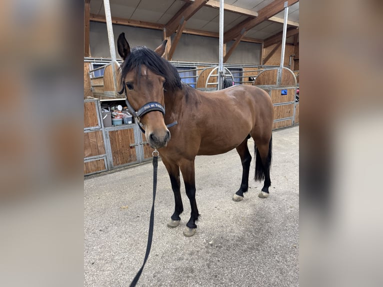 Deutsches Reitpony Hengst 5 Jahre 146 cm Brauner in Feldkirch