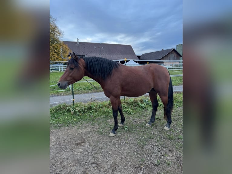 Deutsches Reitpony Hengst 5 Jahre 146 cm Brauner in Feldkirch
