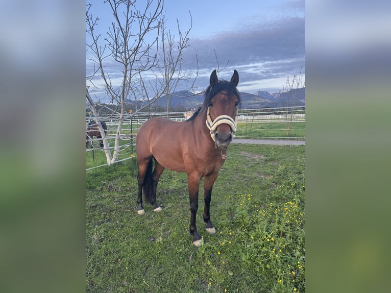 Deutsches Reitpony Hengst 5 Jahre 146 cm Brauner in Feldkirch