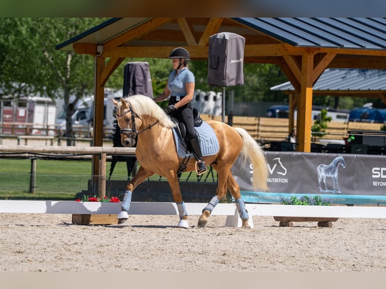 Deutsches Reitpony Hengst 5 Jahre 146 cm Palomino in Cornellà del Terri