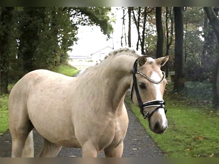 Deutsches Reitpony Hengst 5 Jahre 146 cm Palomino in Recke, bei Osnabrück