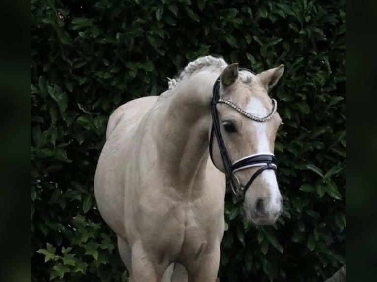 Deutsches Reitpony Hengst 5 Jahre 146 cm Palomino in Recke, bei Osnabrück
