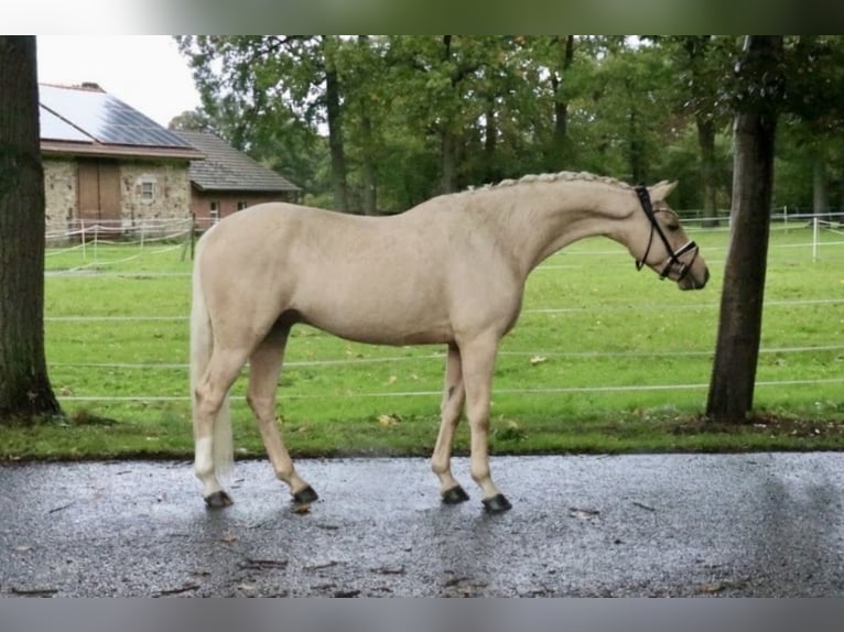 Deutsches Reitpony Hengst 5 Jahre 146 cm Palomino in Recke, bei Osnabrück