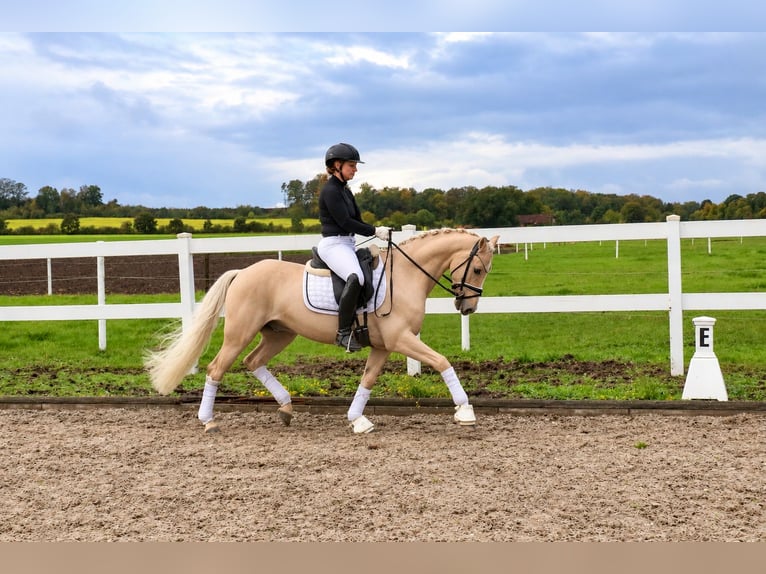 Deutsches Reitpony Hengst 5 Jahre 146 cm Palomino in Recke, bei Osnabrück