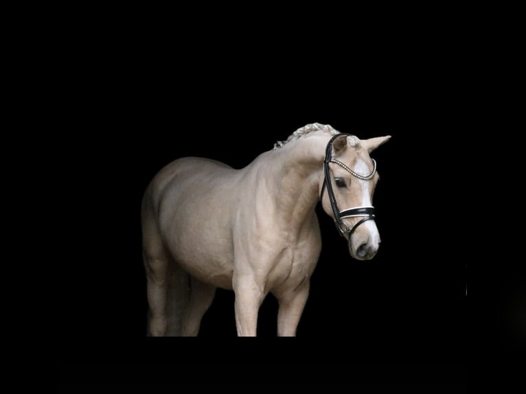 Deutsches Reitpony Hengst 5 Jahre 146 cm Palomino in Recke, bei Osnabrück