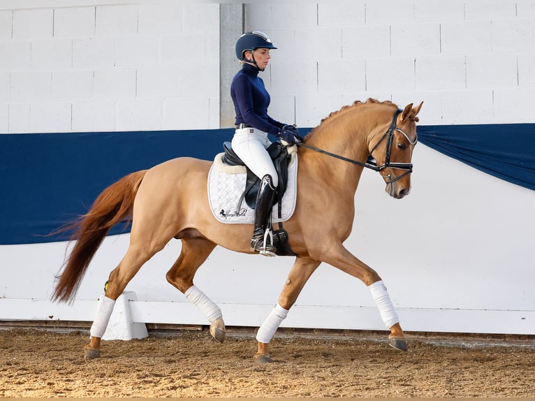 Deutsches Reitpony Hengst 5 Jahre 147 cm Falbe in Marsberg