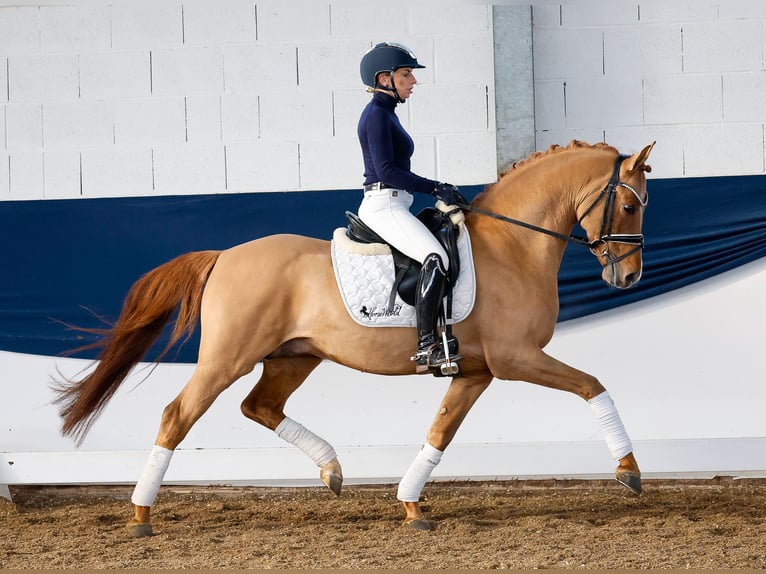 Deutsches Reitpony Hengst 5 Jahre 147 cm Falbe in Marsberg