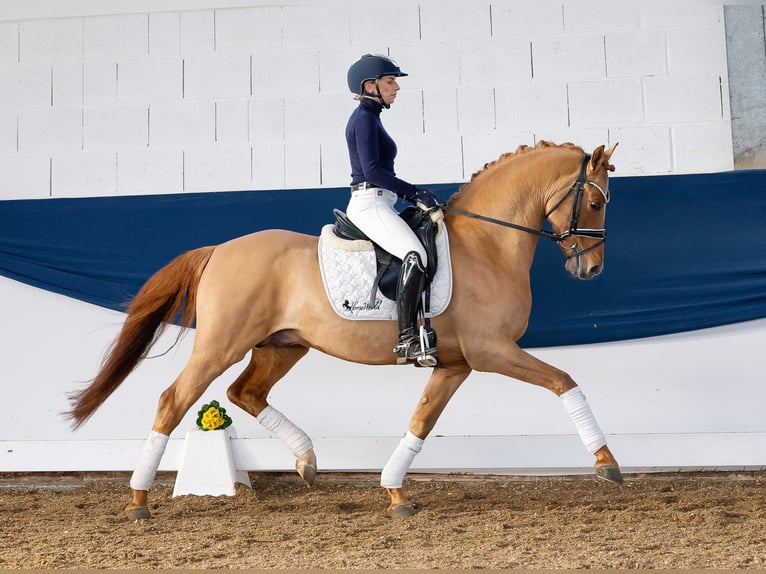 Deutsches Reitpony Hengst 5 Jahre 147 cm Falbe in Marsberg