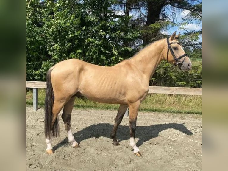 Deutsches Reitpony Hengst 5 Jahre 147 cm Falbe in Süderlügum