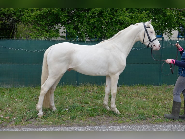 Deutsches Reitpony Hengst 5 Jahre 148 cm Cremello in Buchhain
