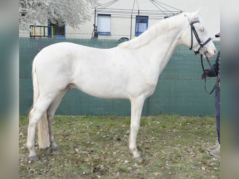 Deutsches Reitpony Hengst 5 Jahre 148 cm Cremello in Buchhain