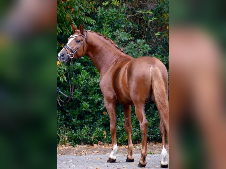 Deutsches Reitpony Hengst 5 Jahre 148 cm Fuchs in Achim
