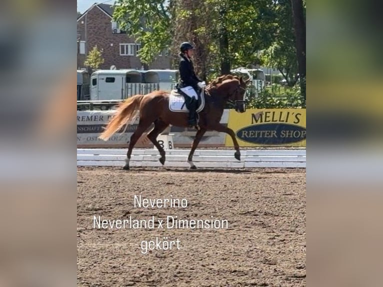 Deutsches Reitpony Hengst 5 Jahre 148 cm Fuchs in Achim