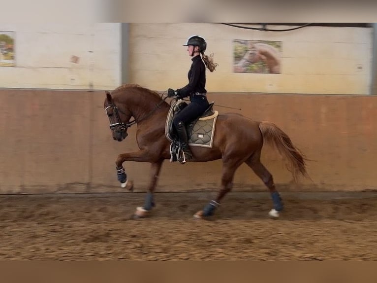 Deutsches Reitpony Hengst 5 Jahre 148 cm Fuchs in Achim