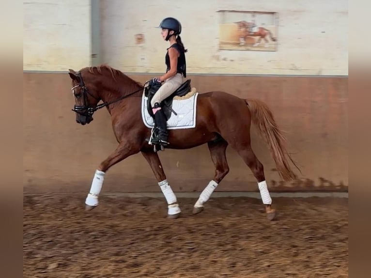 Deutsches Reitpony Hengst 5 Jahre 148 cm Fuchs in Achim