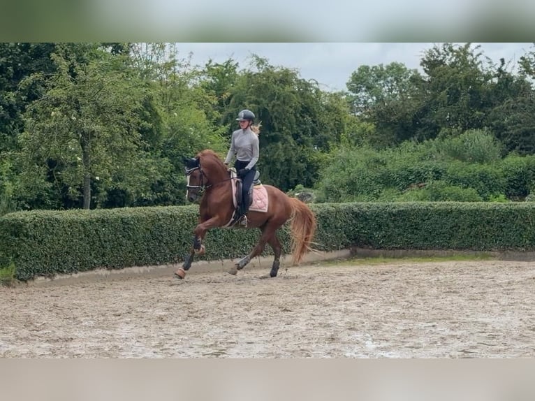 Deutsches Reitpony Hengst 5 Jahre 148 cm Fuchs in Achim