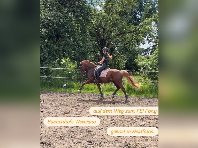 Deutsches Reitpony Hengst 5 Jahre 148 cm Fuchs in Achim