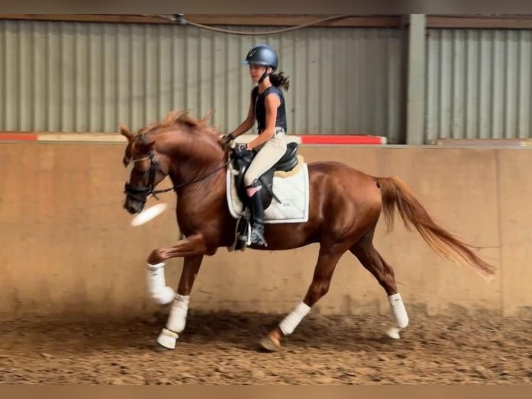 Deutsches Reitpony Hengst 5 Jahre 148 cm Fuchs in Achim