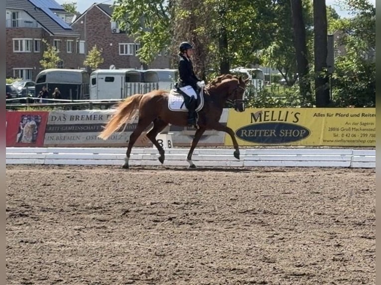 Deutsches Reitpony Hengst 5 Jahre 148 cm Fuchs in Achim