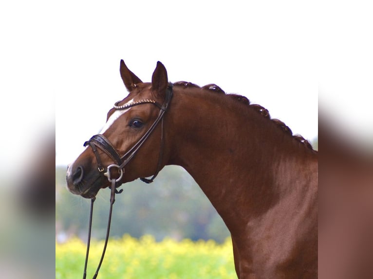 Deutsches Reitpony Hengst 5 Jahre 148 cm Fuchs in Achim