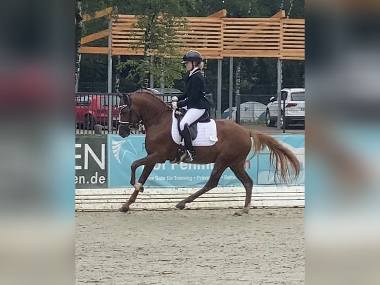 Deutsches Reitpony Hengst 5 Jahre 148 cm Fuchs in Achim