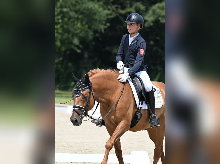 Deutsches Reitpony Hengst 5 Jahre 150 cm Falbe in Vettweiß