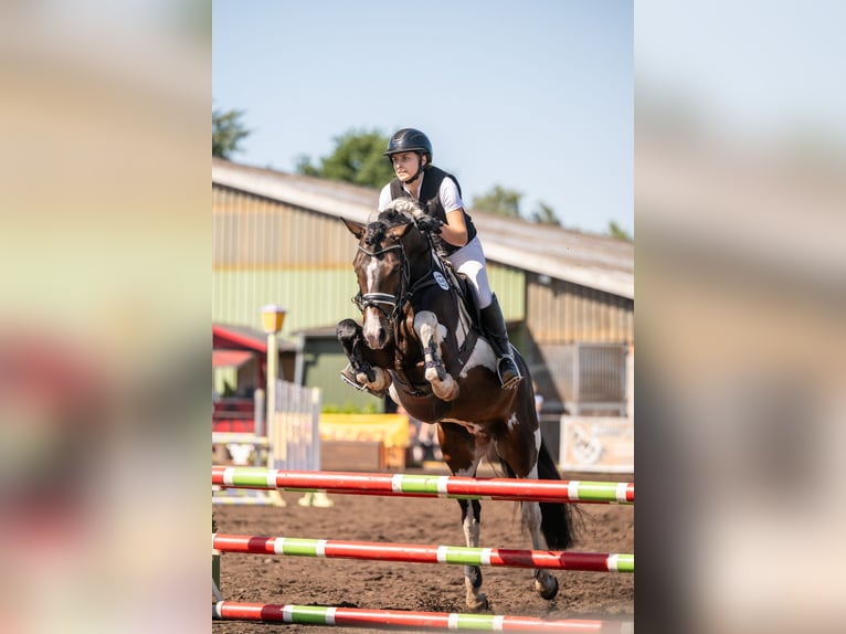 Deutsches Reitpony Hengst 5 Jahre 152 cm Schecke in Wiedenborstel