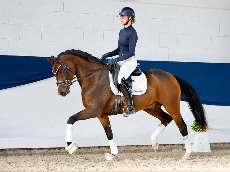 Deutsches Reitpony Hengst 5 Jahre 154 cm Brauner in Marsberg