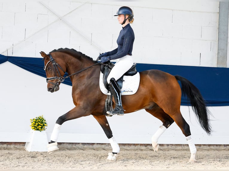 Deutsches Reitpony Hengst 5 Jahre 154 cm Brauner in Marsberg