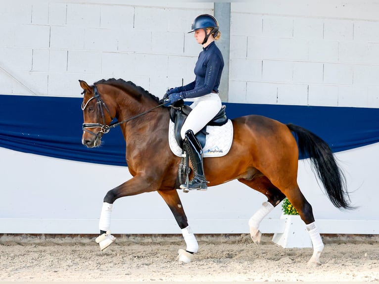 Deutsches Reitpony Hengst 5 Jahre 154 cm Brauner in Marsberg